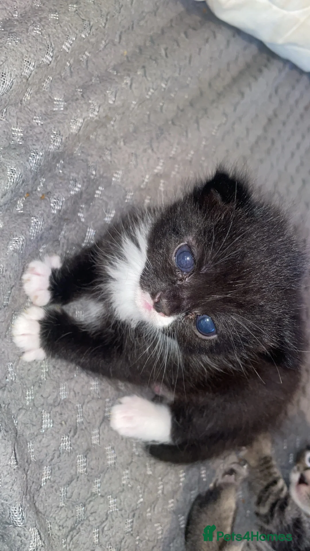 Mixed Breed cats for sale: Cats for sale in St. Neots - Advert 2