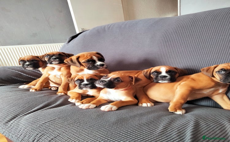 Boxer dogs - Advert 2