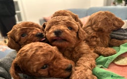 Toy Poodle dogs for sale: Stunning Fox Red Toy Poodles - Image 38