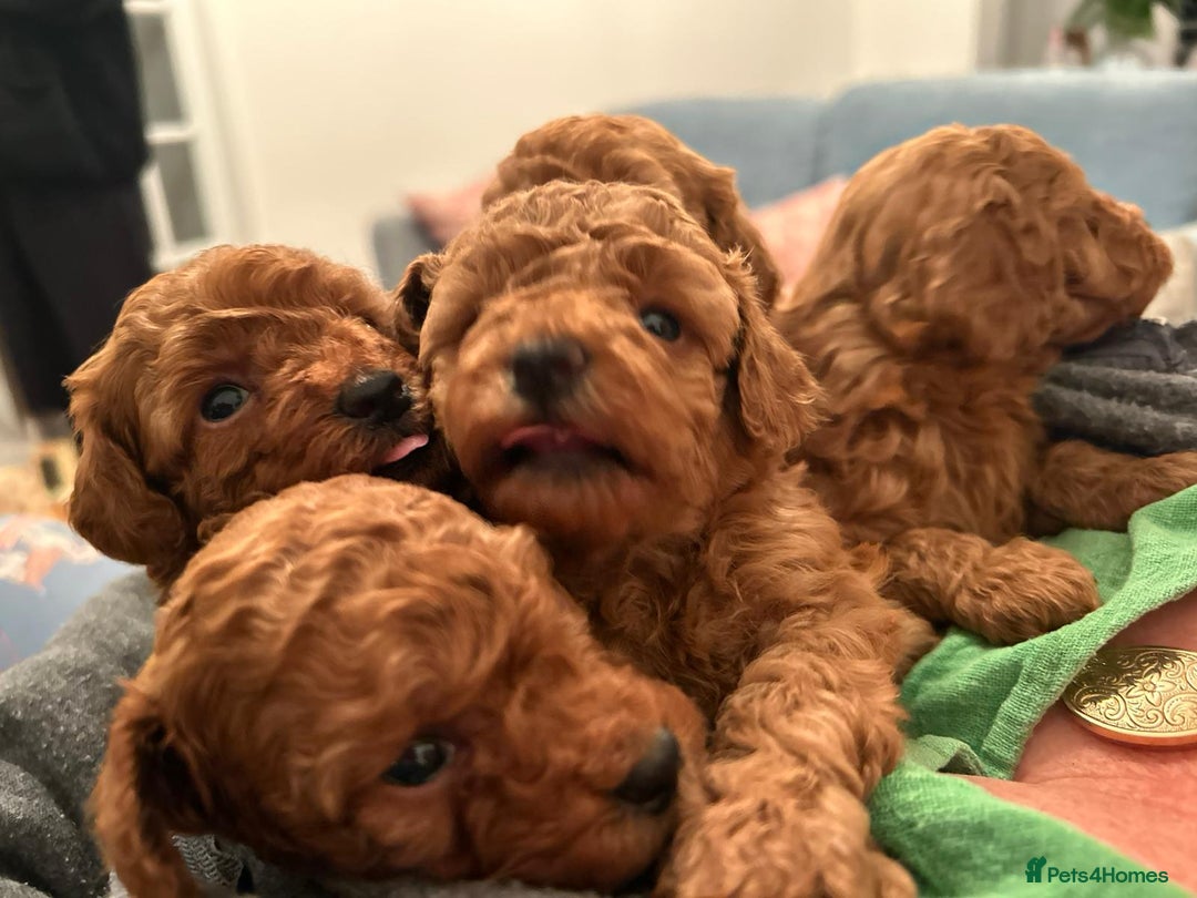 Toy Poodle dogs for sale: Stunning Fox Red Toy Poodles - Image 38