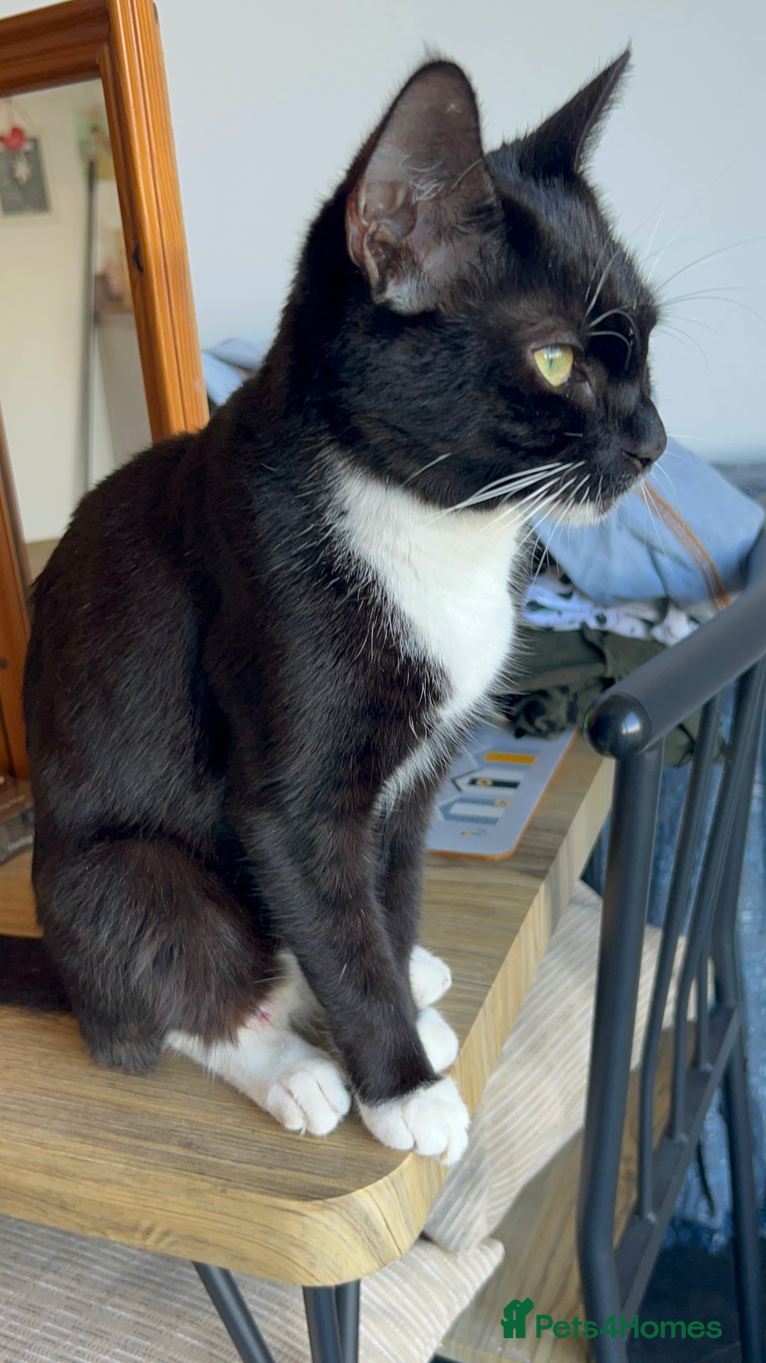 British Shorthair cats for sale: Beautiful tabby/Maine come kittens available  - Image 5