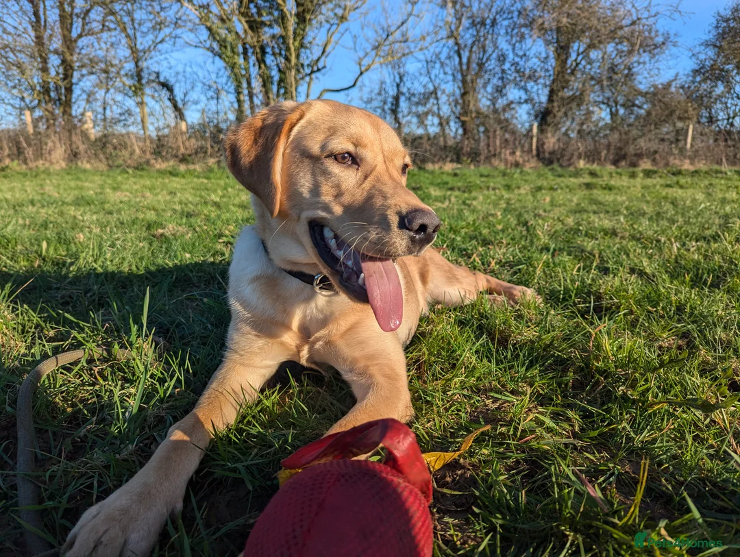 Labrador Retriever dogs for sale: Gorgeous therapy dog prospect  - Advert 6