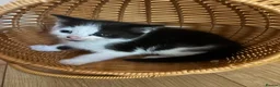 British Shorthair cats for sale: Kittens ready to go  - Advert 4