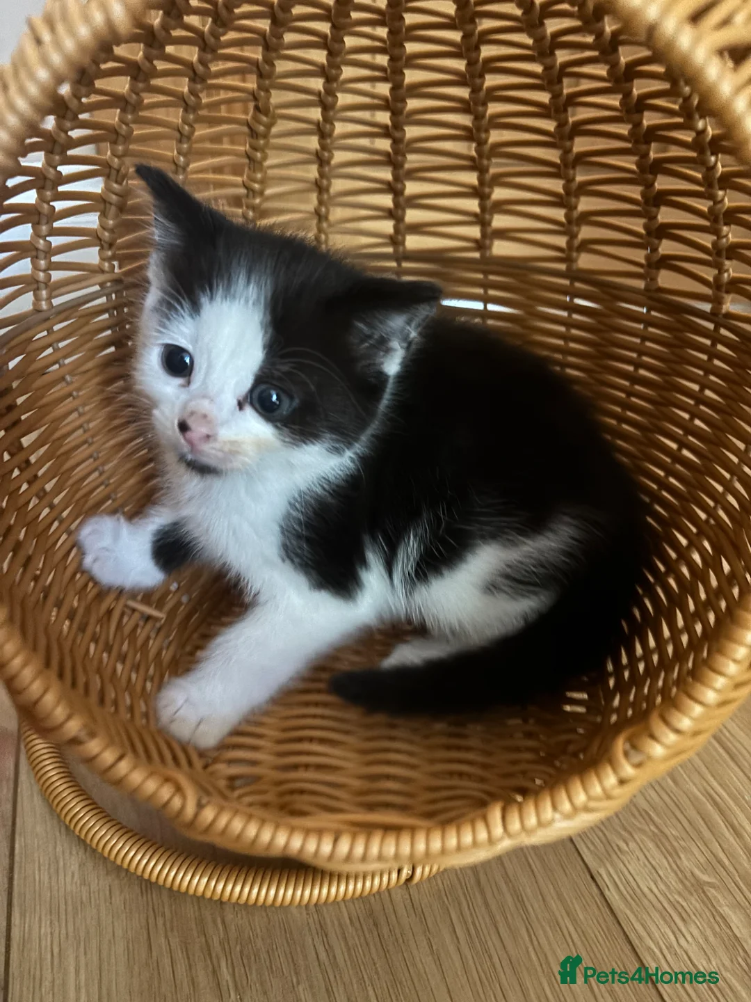 British Shorthair cats for sale: Kittens ready to go  - Advert 4