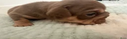English Bulldog dogs for sale: English Bulldog puppies - Advert 20