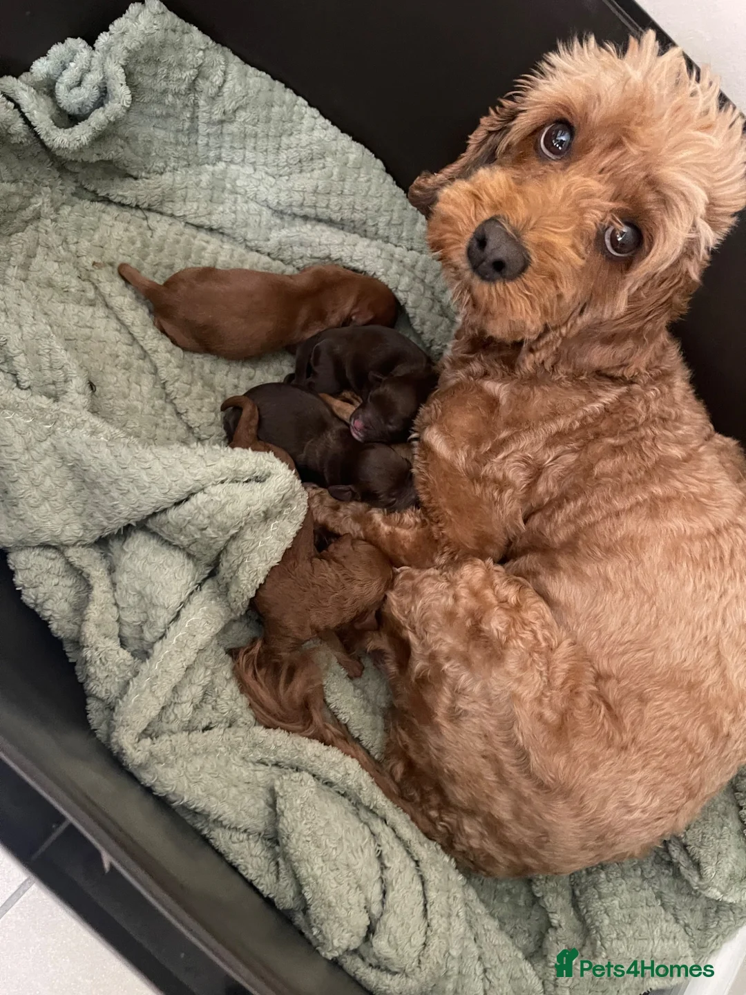 Cockapoo dogs for sale: DNA tested cockapoo puppies  - Advert 1