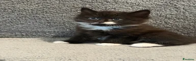 Mixed Breed Kitten 3