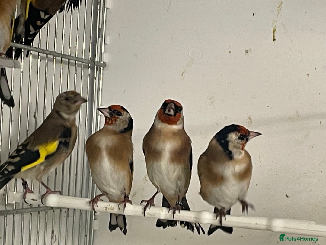 Finches birds for sale: Goldfinch  - Advert 18