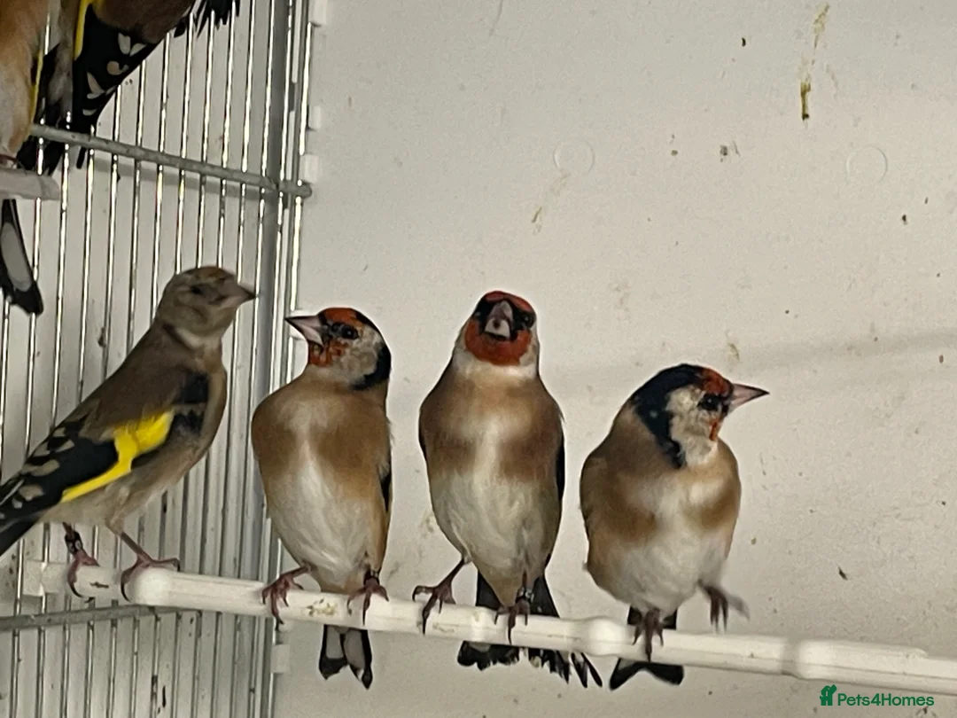 Finches birds for sale: Goldfinch  - Advert 18