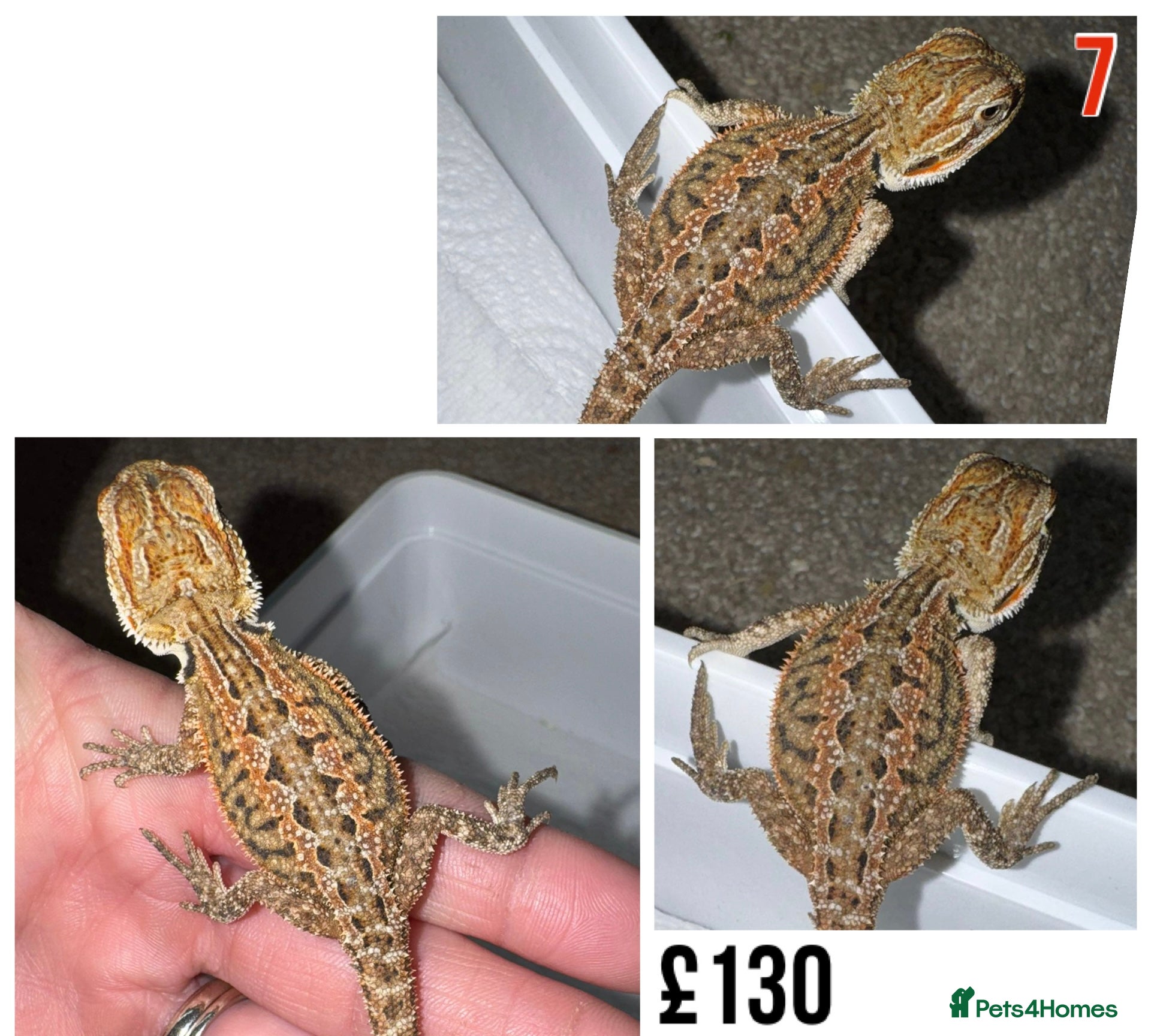 Bearded Dragon reptiles for sale: Baby Bearded Dragons For Sale! - Advert 14