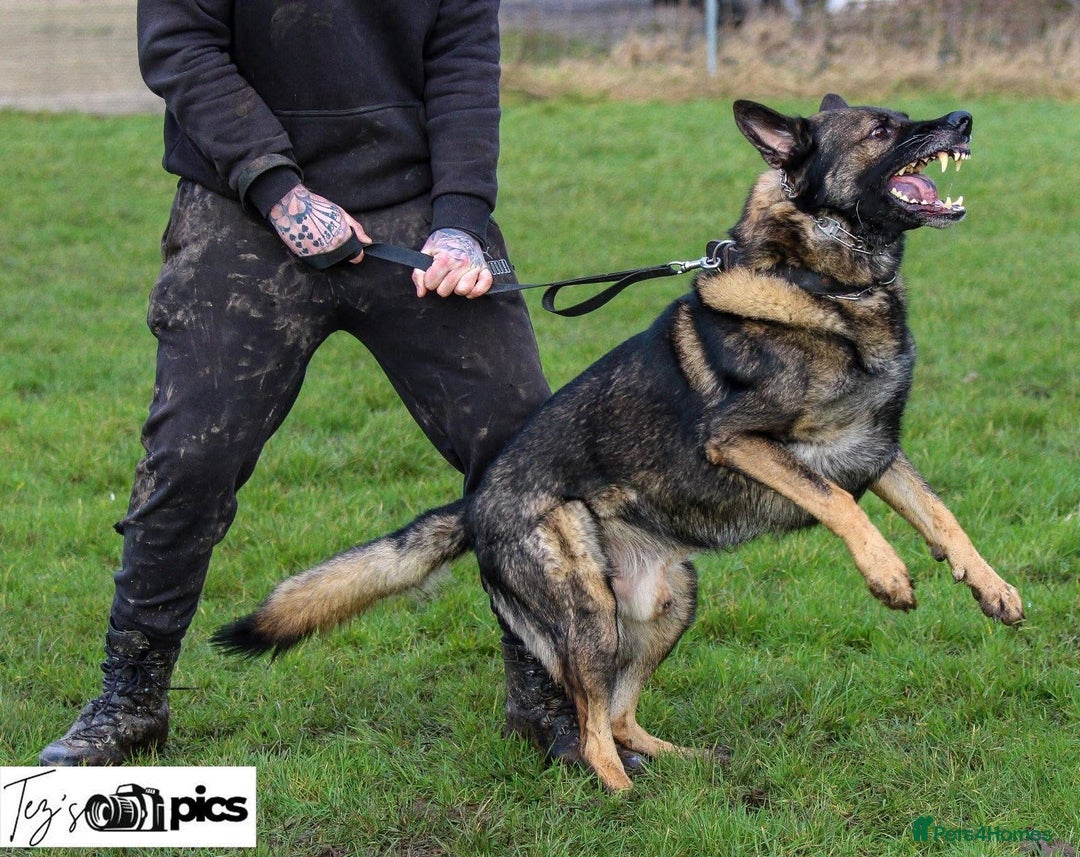 German Shepherd dogs for sale: Dark Sable German Shepherd Puppy (Male) - Advert 16