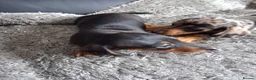 Miniature Dachshund dogs for sale: Miniature dachshund puppies boys and girls - Advert 7