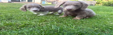 Miniature Dachshund Puppy 2