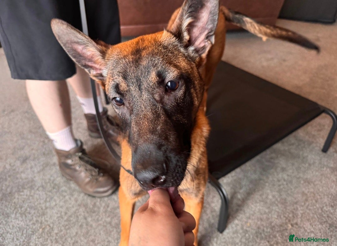 Belgian Shepherd Dog dogs for sale: Belgian Shepard/Malinois - 6 Months - Image 2