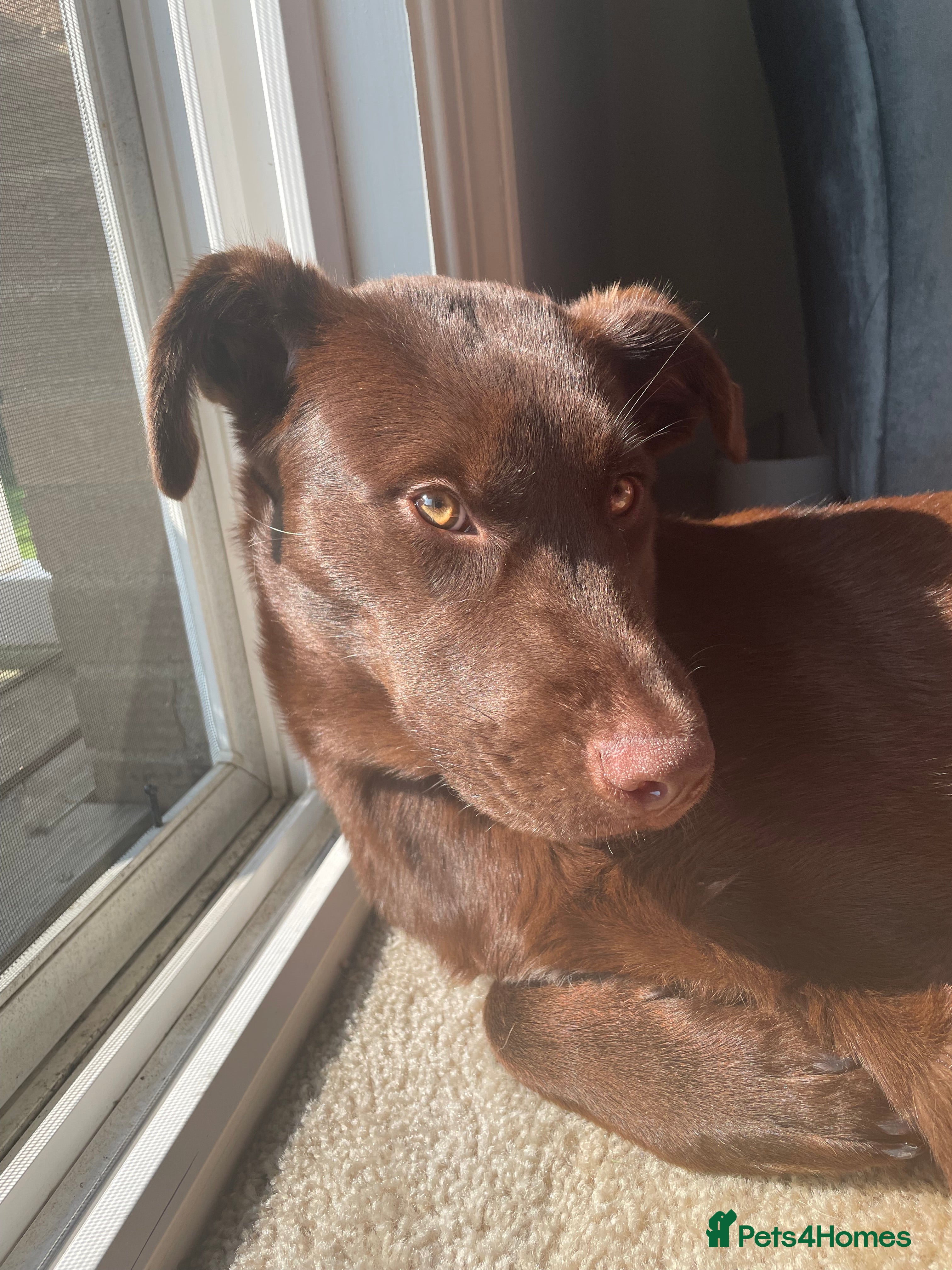 Mixed Breed dogs Hazel - Beautiful Labrador/Husky mix 3 yr old girl - Advert 1