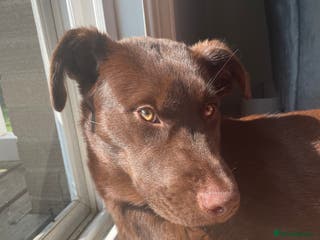 Mixed Breed dogs Hazel - Beautiful Labrador/Husky mix 3 yr old girl - Advert 5