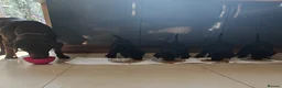 Labrador Retriever dogs for sale: Beautiful Black Labrador Boys Ready Soon - Advert 24