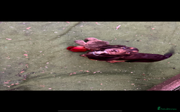 Cockapoo dogs for sale: COCKAPOO PUPPIES  - Advert 2