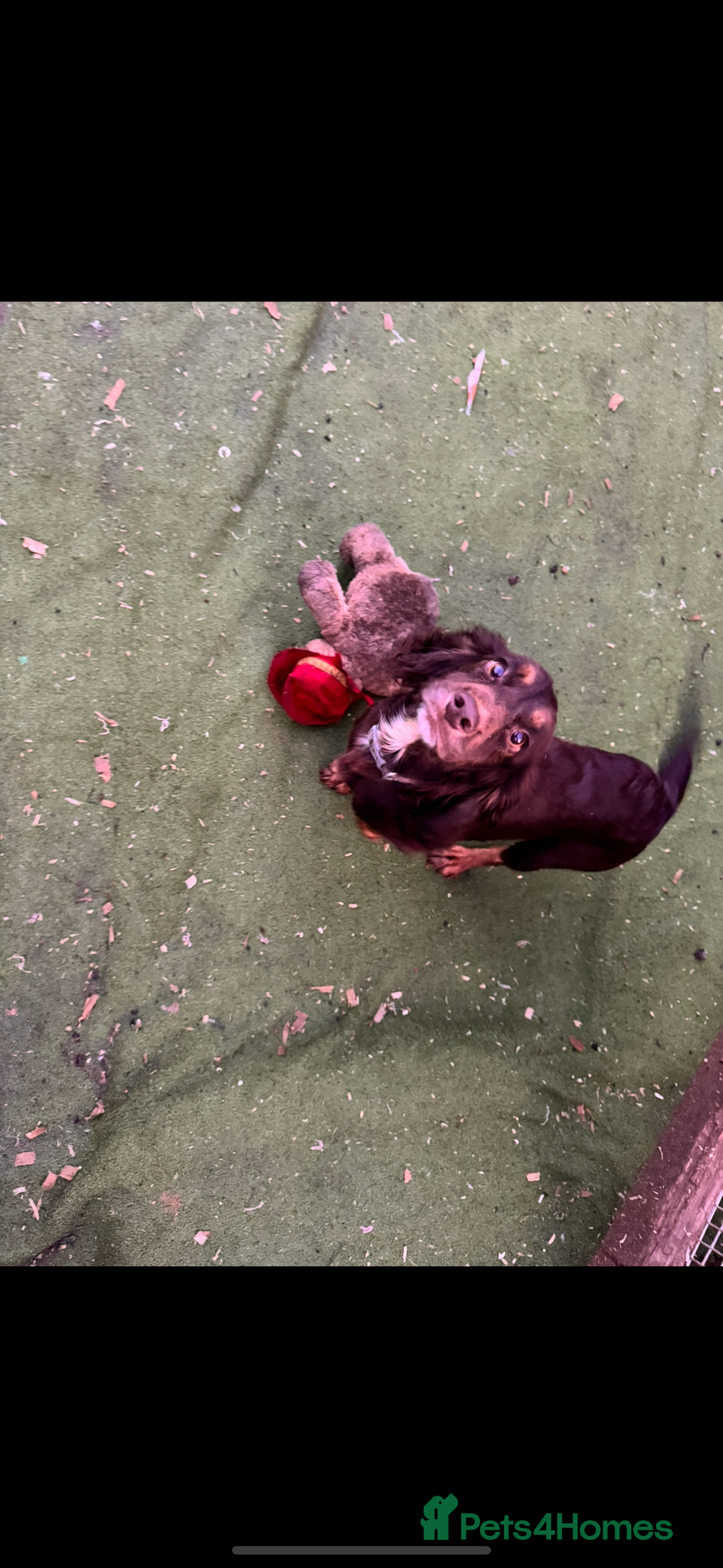 Cockapoo dogs for sale: COCKAPOO PUPPIES  - Advert 2