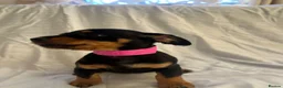 Jack Russell dogs for sale: Jack Russell puppies for sale  - Advert 2