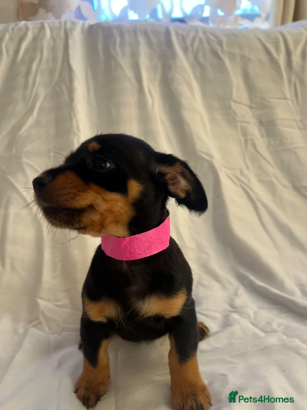 Jack Russell dogs for sale: Jack Russell puppies for sale  - Advert 2
