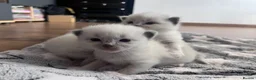 Ragdoll cats for sale: 3 kittens, 5 weeks old - Advert 2