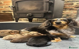 Dachshund dogs for sale: Longhaired miniature daschunds for sale - Image 1