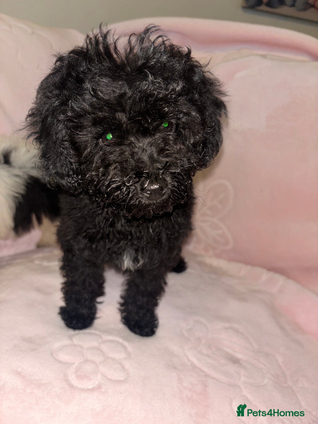 Cavapoo dogs for sale: Cavapoo puppies for sale  - Advert 4