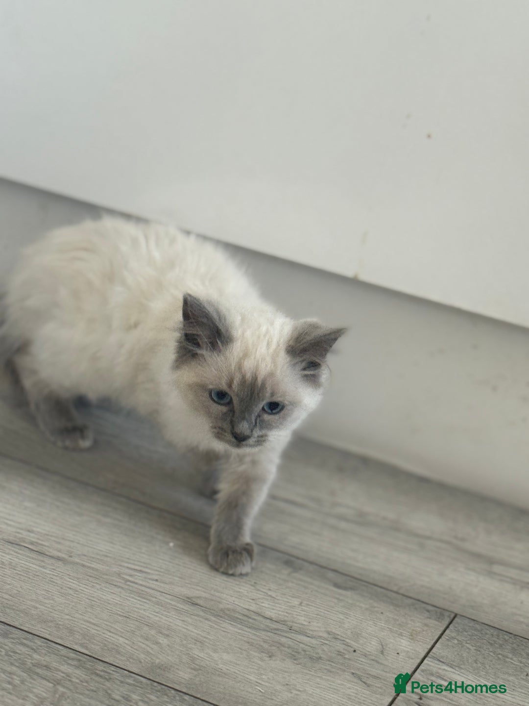 Ragdoll cats for sale: GCCF Ragdoll kittens beautiful litter  - Image 5