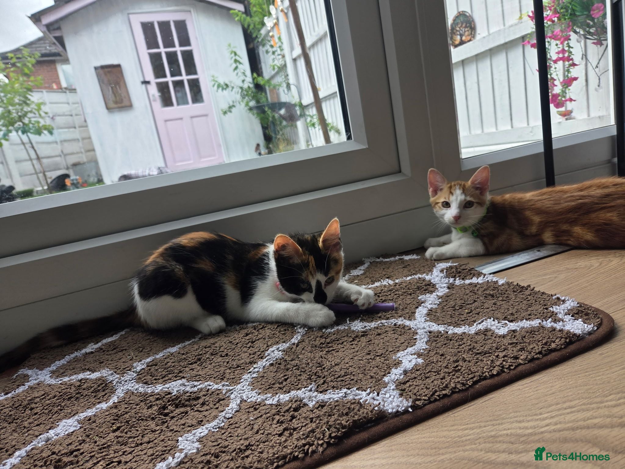 Mixed Breed cats 1 boy 1 girl kitten left 200 each or 300 for both - Advert 1