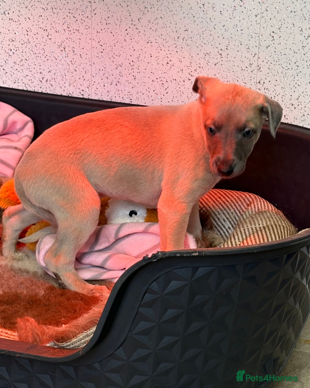Whippet dogs for sale: 5 beautiful kc registered whippit puppies  - Advert 12