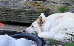 White Swiss Shepherd dogs for adoption: Selkie, White Swiss Shepherd in need of new home.  - Image 3