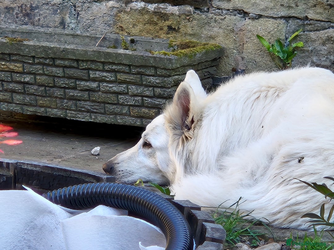 White Swiss Shepherd dogs for adoption: Selkie, White Swiss Shepherd in need of new home.  - Image 3