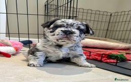 French Bulldog dogs for sale: Visual Fluffy French Bulldogs x 4 Male - Advert 31