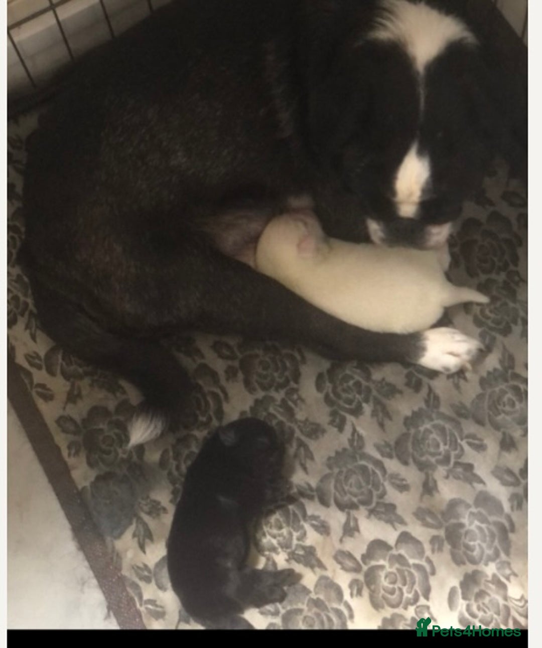 Pug dogs for sale: White pug puppy - Advert 2