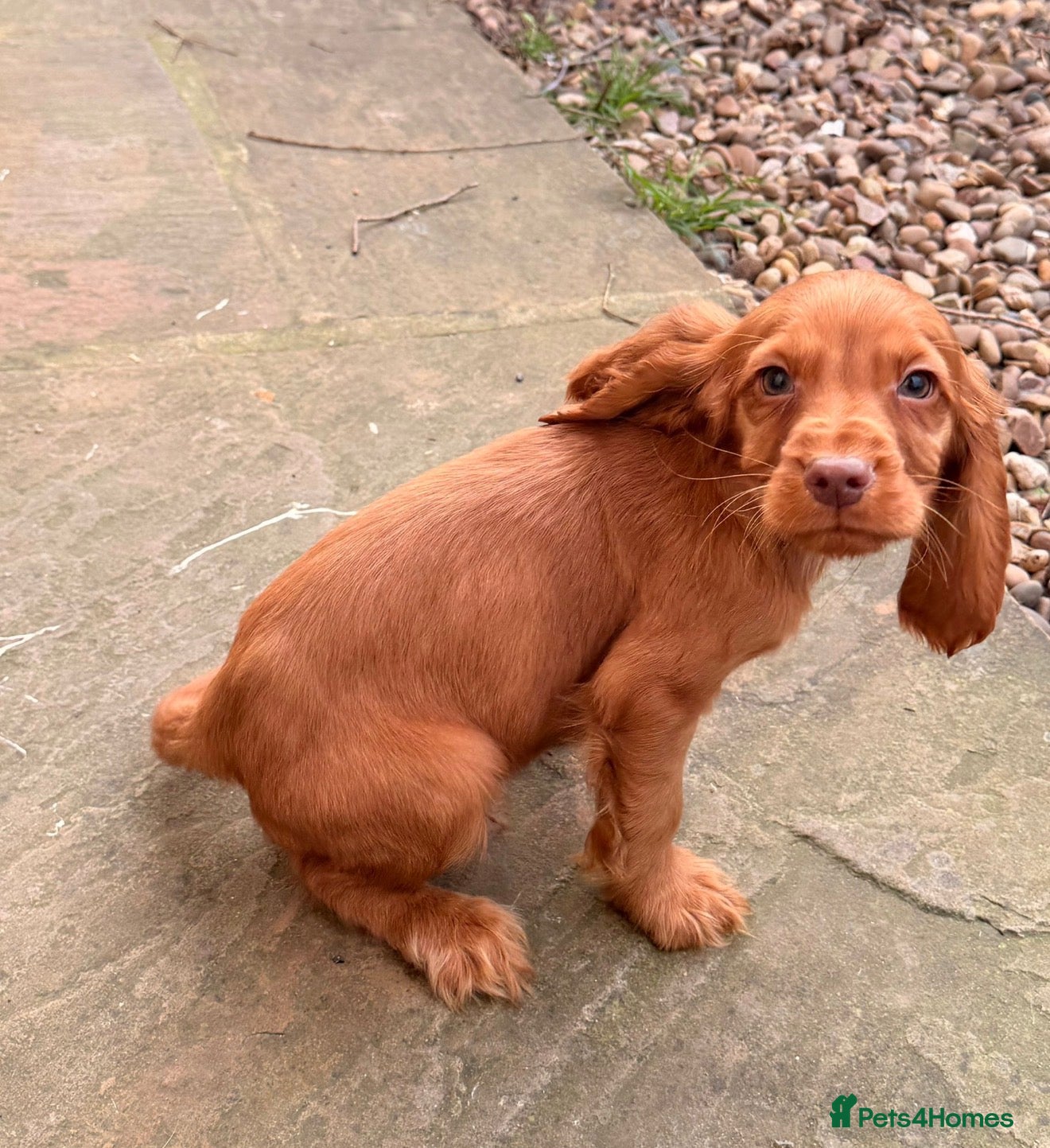 Cocker Spaniel dogs 🐶Working Cocker spaniels🐶 DNA clear  - Advert 16