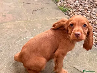 Cocker Spaniel dogs 🐶Working Cocker spaniels🐶 DNA clear - Advert 16