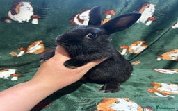 Netherland Dwarf rabbits for sale: Beautiful Unusual Colours Baby Netherland dwarfs  - Image 4