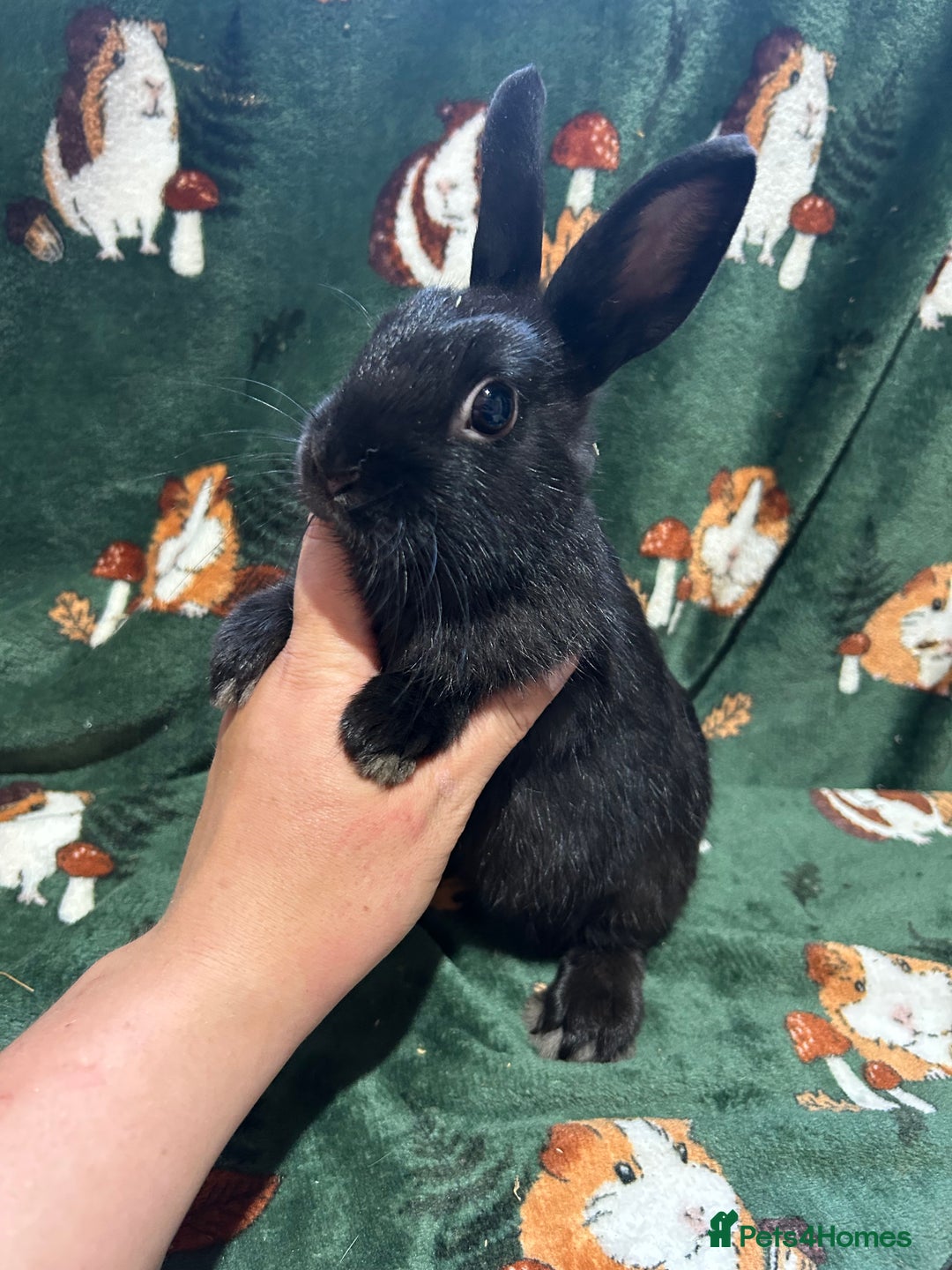 Netherland Dwarf rabbits for sale: Beautiful Unusual Colours Baby Netherland dwarfs  - Image 4
