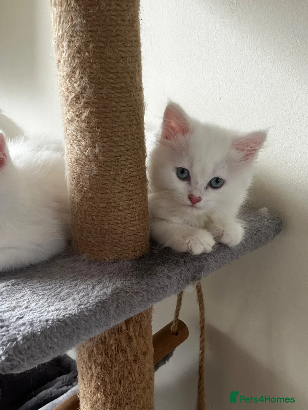 British Shorthair cats for sale: 3 Beautiful British Kittens - Advert 2