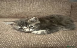 Mixed Breed cats for sale: Mixed breed kittens for sale - Image 1