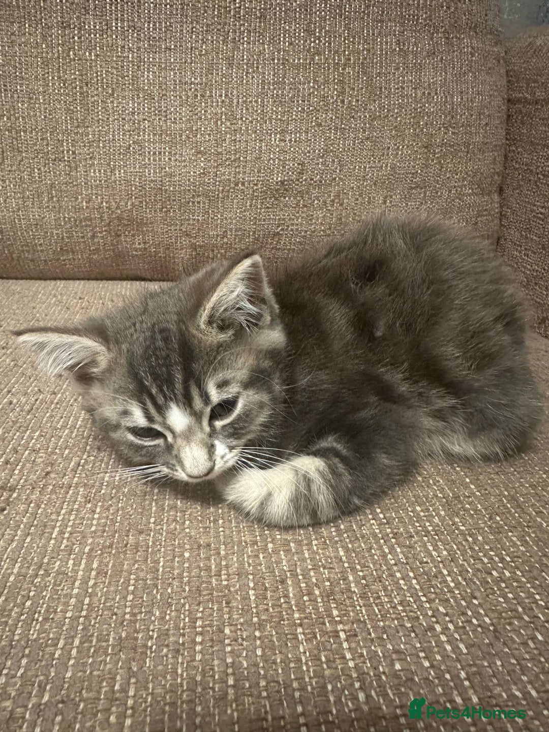 Mixed Breed cats for sale: Mixed breed kittens for sale - Image 1