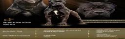 Cane Corso dogs for sale: Quality cane corso puppies - limited available  - Advert 15