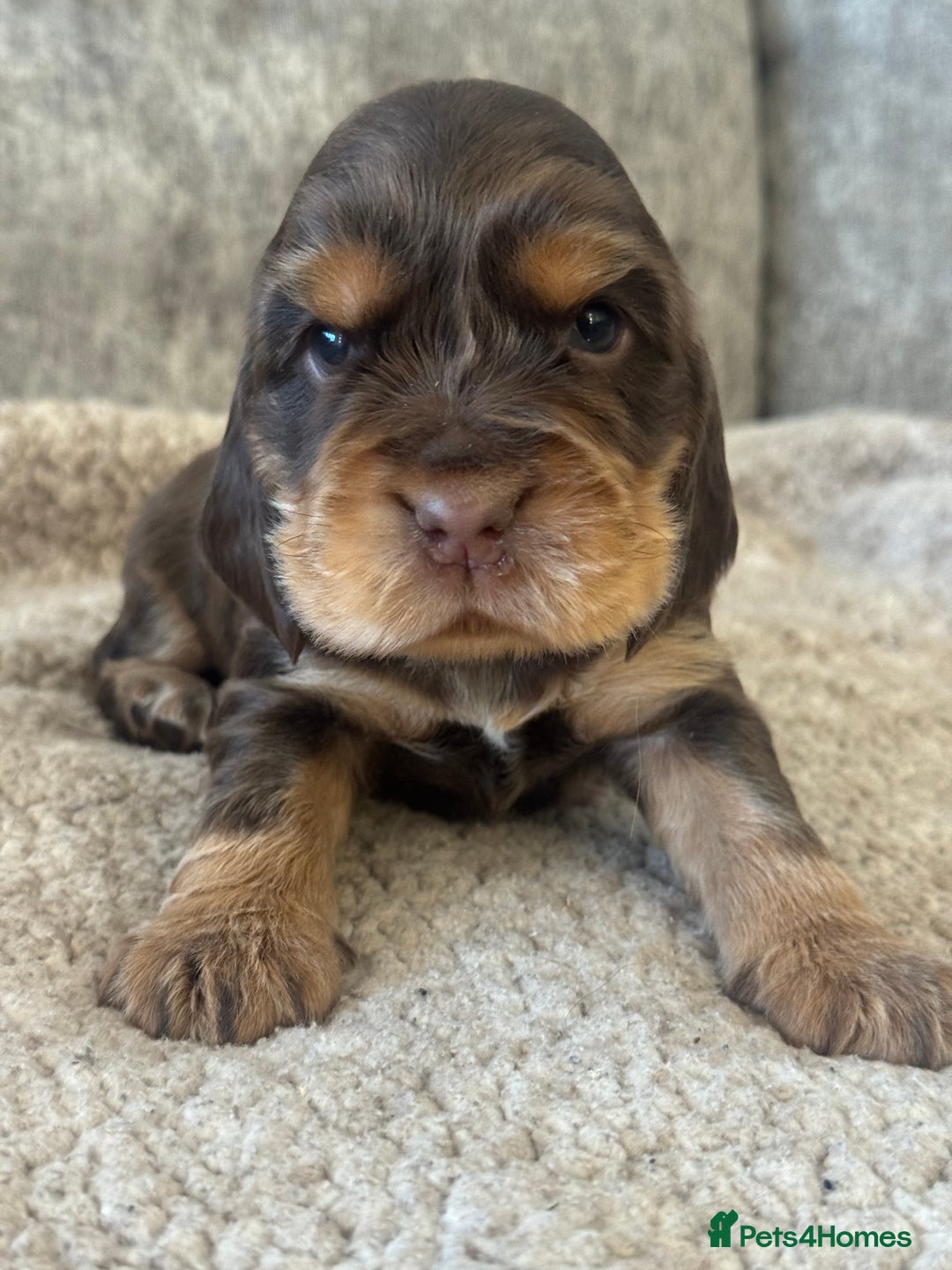 Cocker Spaniel dogs for sale: 100% SHOWTYPE KC REGISTERED HEALTH TESTED - Advert 1