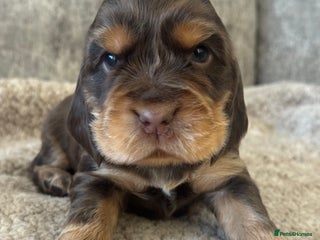 Cocker Spaniel dogs 100% SHOWTYPE KC REGISTERED HEALTH TESTED - Advert 2