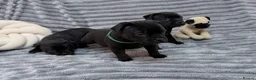 Staffordshire Bull Terrier dogs for sale: last boy True To size Bullscaff bloodline  - Advert 12