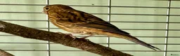 Canaries birds for sale: Four Canary Chicks - Advert 2