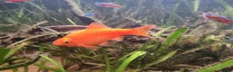 Cichlids fish for sale: Tropical fish - Advert 5
