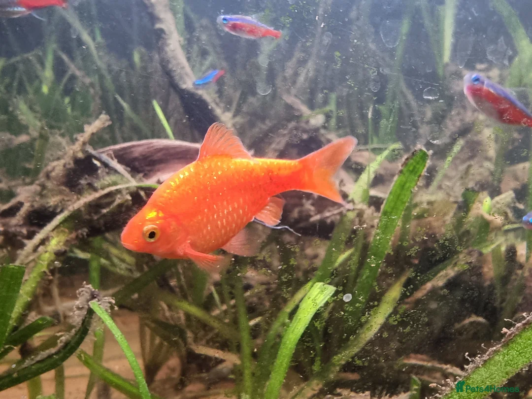 Cichlids fish for sale: Tropical fish - Advert 5