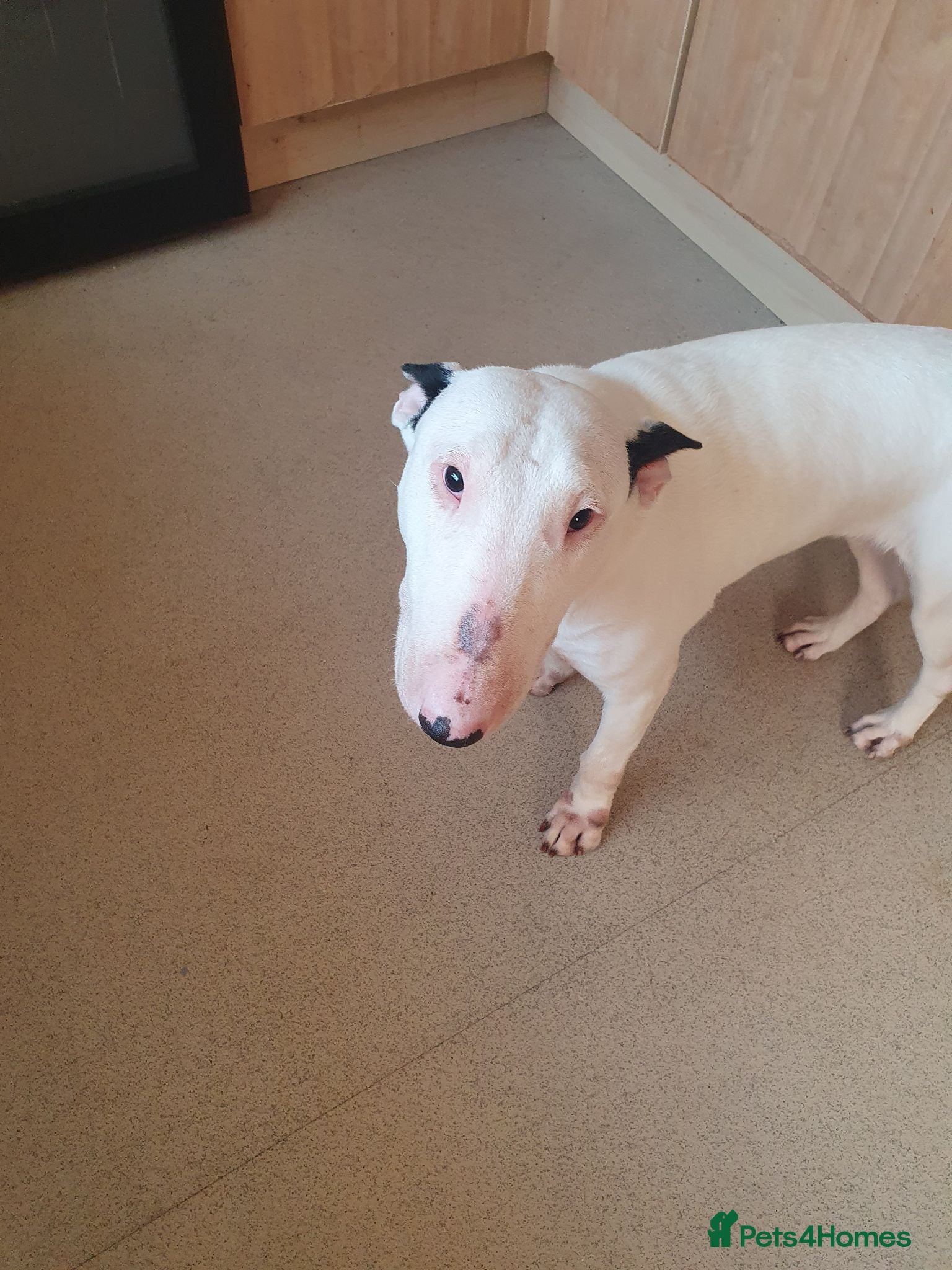 English Bull Terrier dogs English bull terrier female 21 months - Advert 12